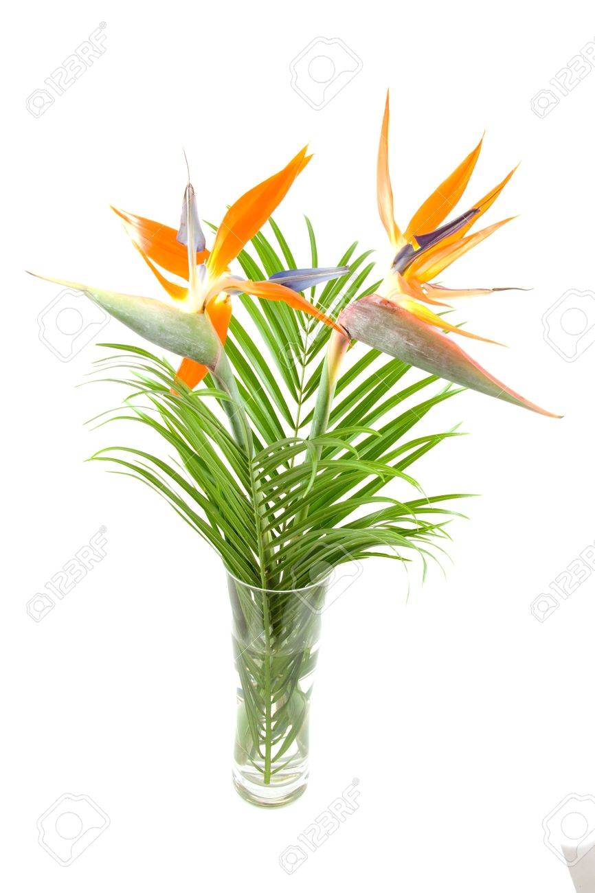Strelitzia également Connu Sous Le Nom De Paradis Pour Les Oiseaux De Fleur En Vase Sur Fond Blanc