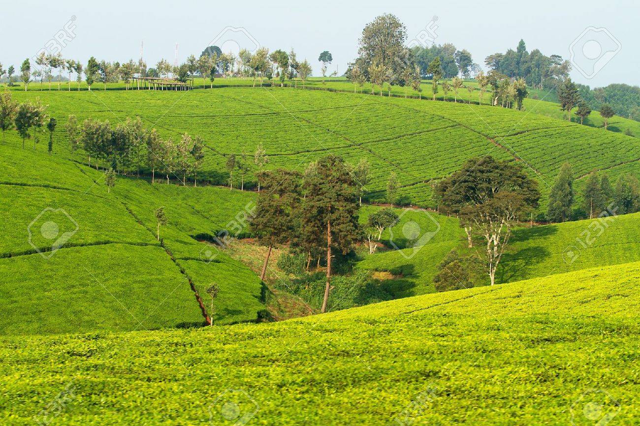 ケニア アフリカでの紅茶プランテーションの眺め の写真素材 画像素材 Image