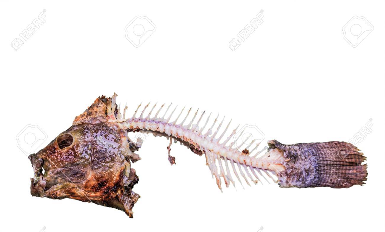 魚の骨っぽい枯木 魚の骨っぽい枯木