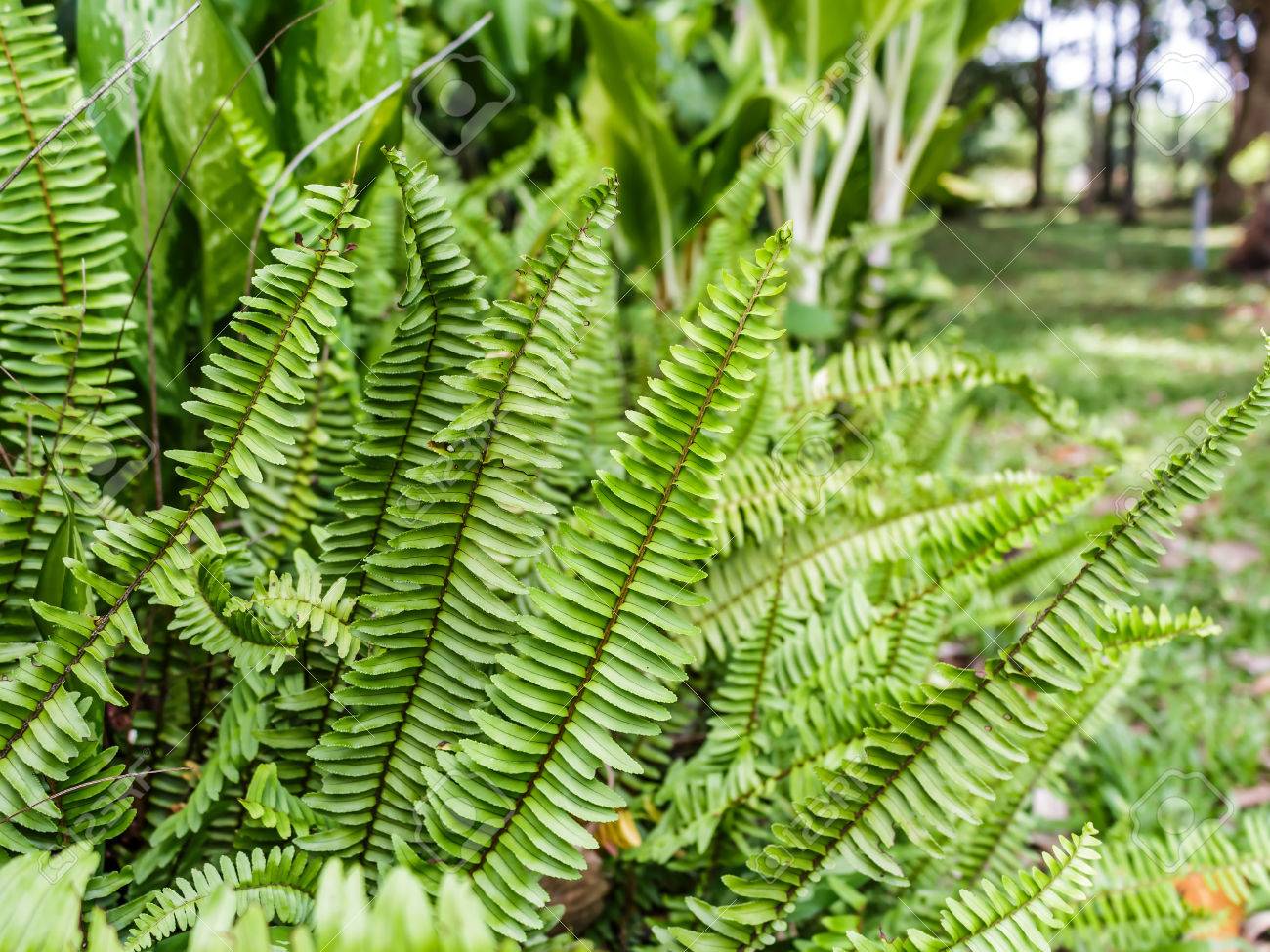 斑紋や緑豊かな葉を持ち 胞子によって再現隠花植物 の写真素材 画像素材 Image