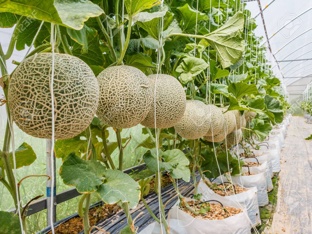 Melon cantaloupe: cultivation, description, photo Melon cantaloupe: cultivation, description, photo