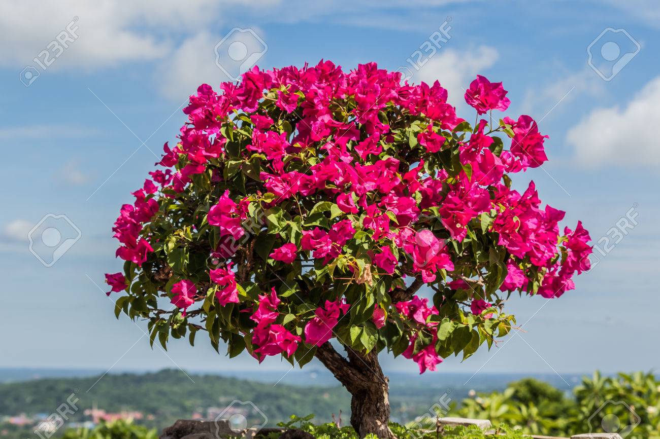 中型盆栽 曲がった幹 ブーゲンビィリア