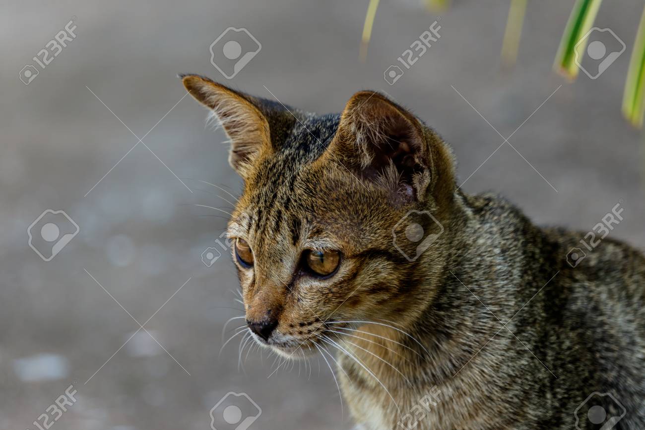Habillage De Chat Mignon De Thailande D Animaux Mignons Chat Races Thailande Banque D Images Et Photos Libres De Droits Image Habillage De Chat Mignon De Thailande D Animaux Mignons Chat Races Thailande Banque D Images Et Photos Libres De Droits Image