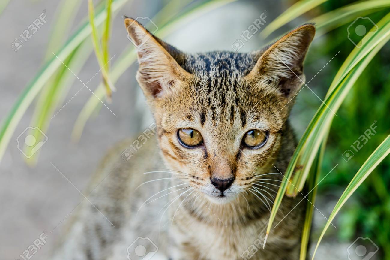 Habillage De Chat Mignon De Thailande D Animaux Mignons Chat Races Thailande Banque D Images Et Photos Libres De Droits Image Habillage De Chat Mignon De Thailande D Animaux Mignons Chat Races Thailande Banque D Images Et Photos Libres De Droits Image