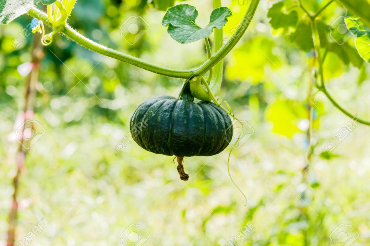 冬カボチャやその木の上のカボチャ の写真素材 画像素材 Image