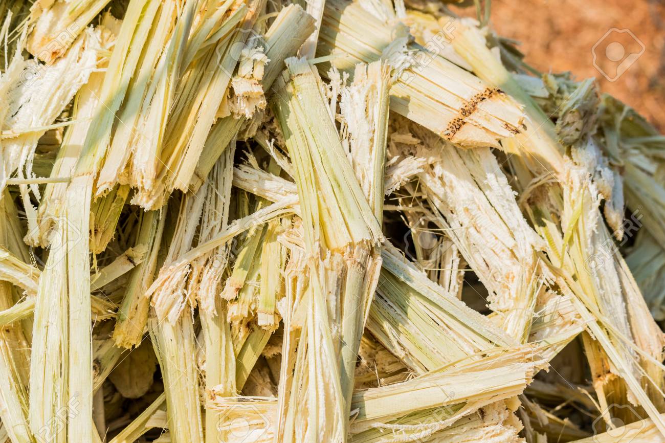 Fermer La Bagasse De La Canne à Sucre Banque D'Images Et Photos Libres De Droits. Image 72098989.