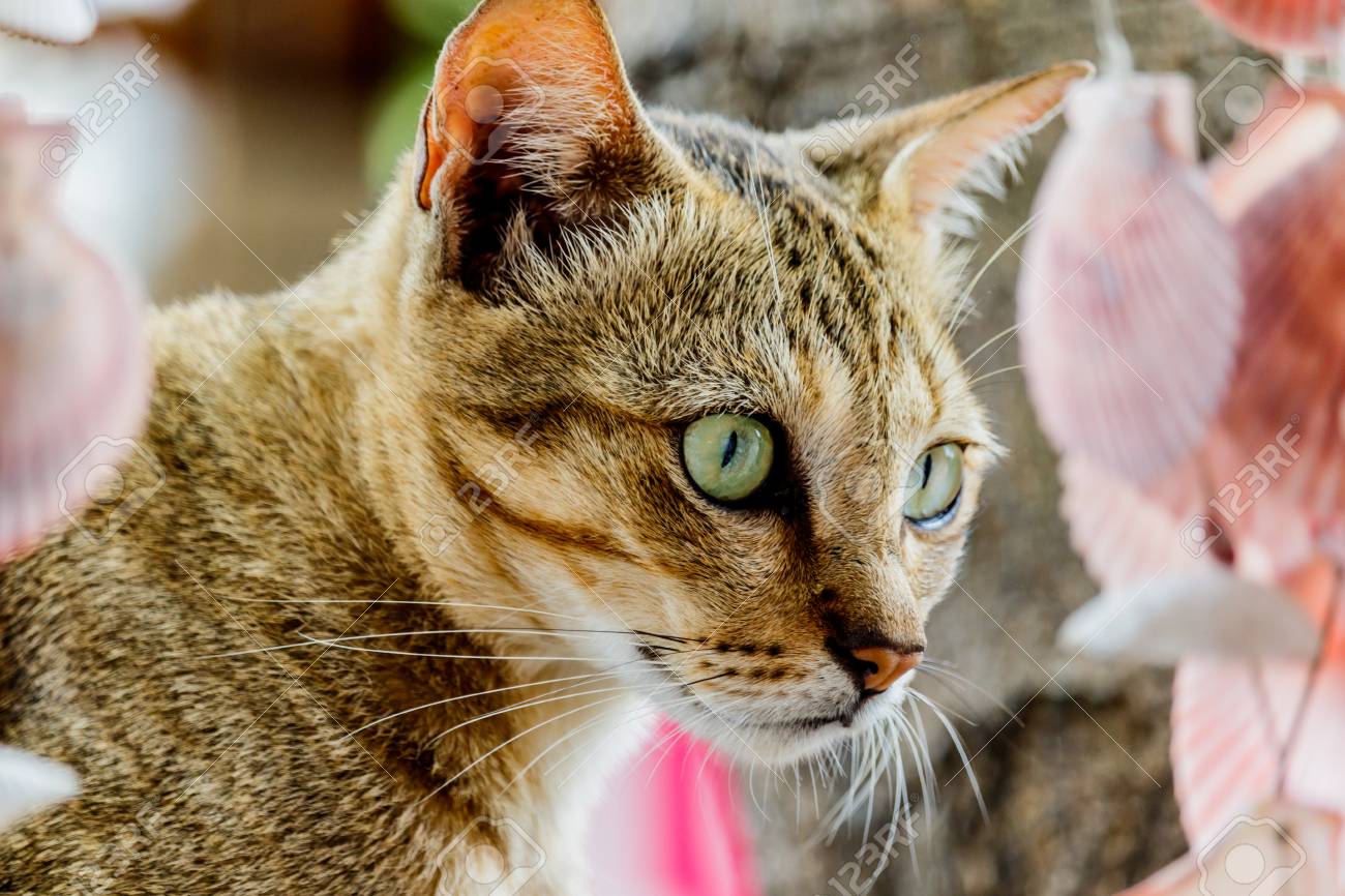Habillage De Chat Mignon De Thailande D Animaux Mignons Chat Races Thailande Banque D Images Et Photos Libres De Droits Image Habillage De Chat Mignon De Thailande D Animaux Mignons Chat Races Thailande Banque D Images Et Photos Libres De Droits Image