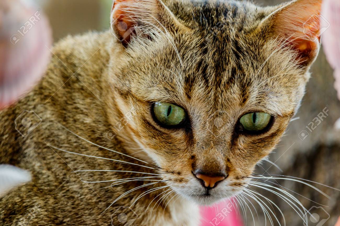 Habillage De Chat Mignon De Thailande D Animaux Mignons Chat Races Thailande Banque D Images Et Photos Libres De Droits Image Habillage De Chat Mignon De Thailande D Animaux Mignons Chat Races Thailande Banque D Images Et Photos Libres De Droits Image