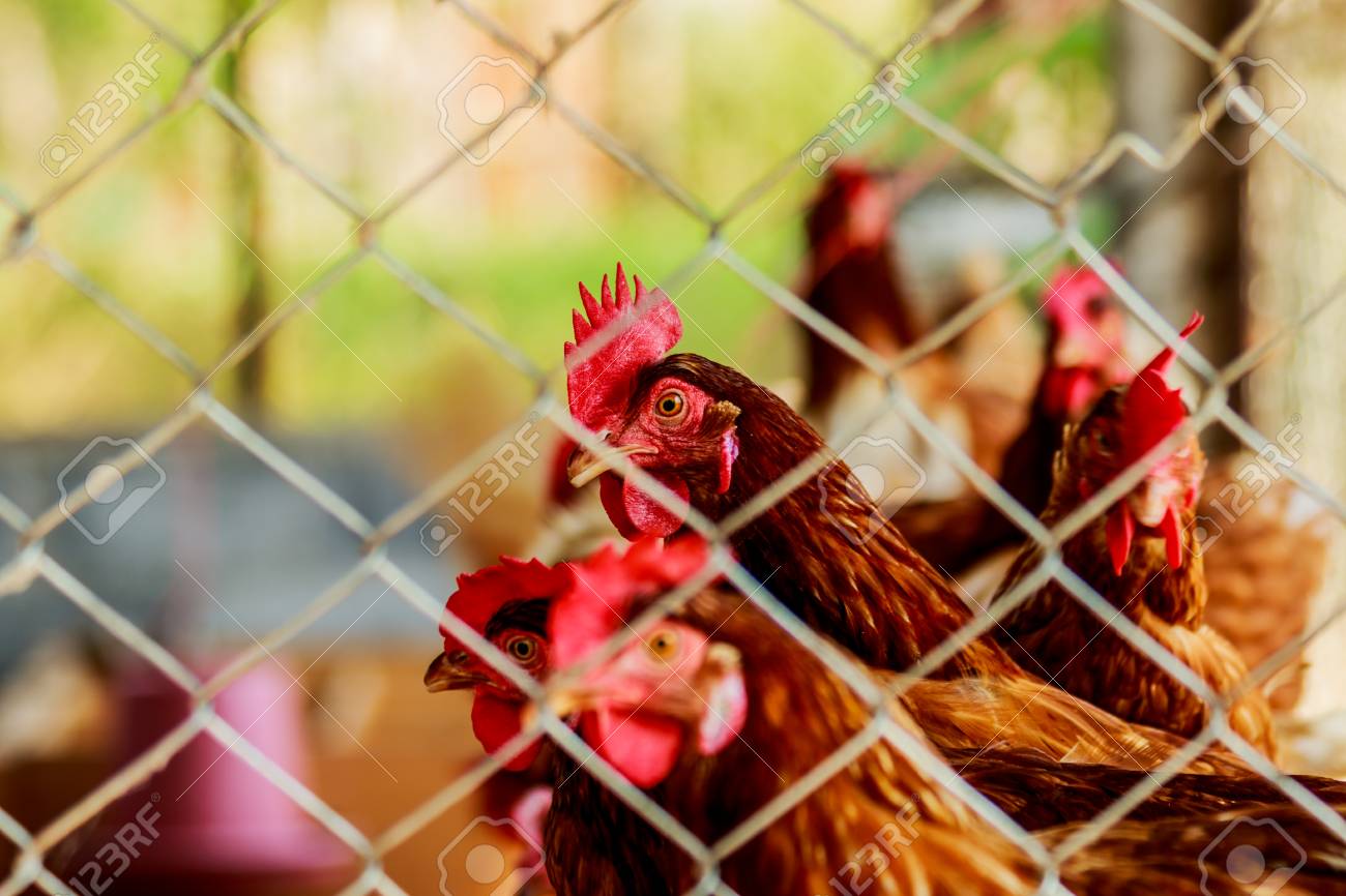 Chickens Or Hens Inside A Chicken Coop Or Hen House Seen Through