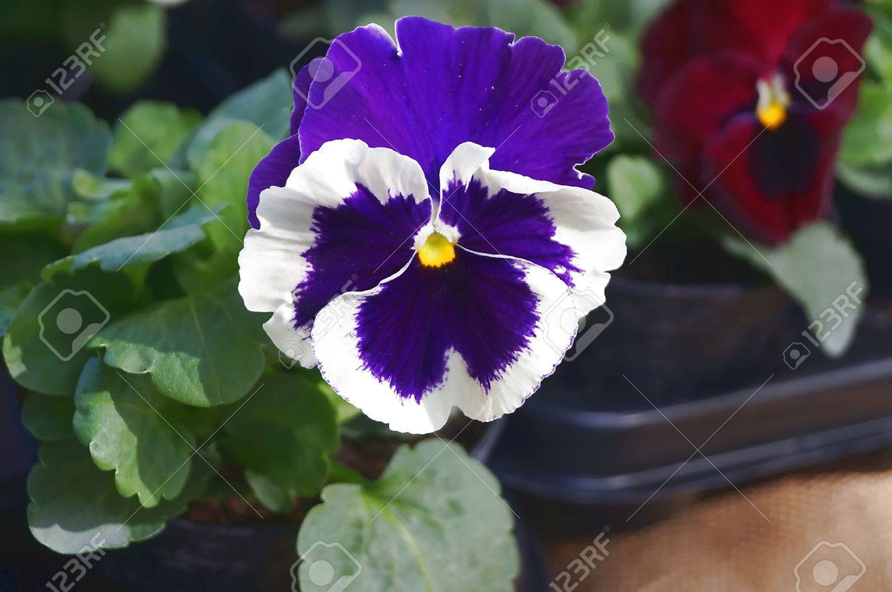 青と白のパンジーの花 の写真素材 画像素材 Image