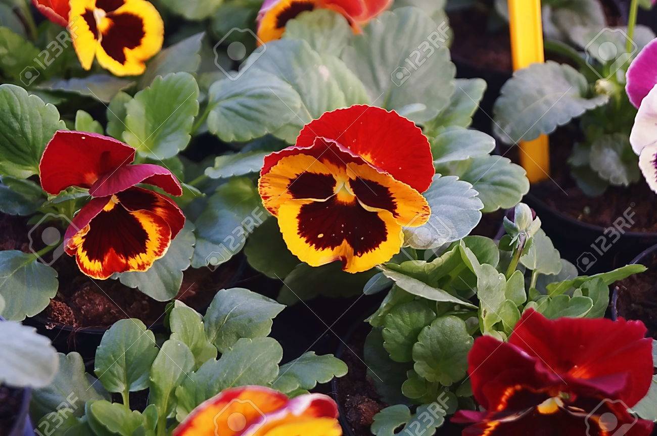 赤 オレンジ 黒と黄色のパンジーの花 の写真素材 画像素材 Image