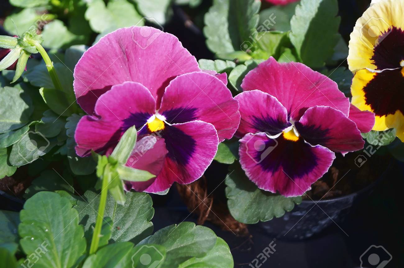 紫し 黒の青いパンジーの花 の写真素材 画像素材 Image