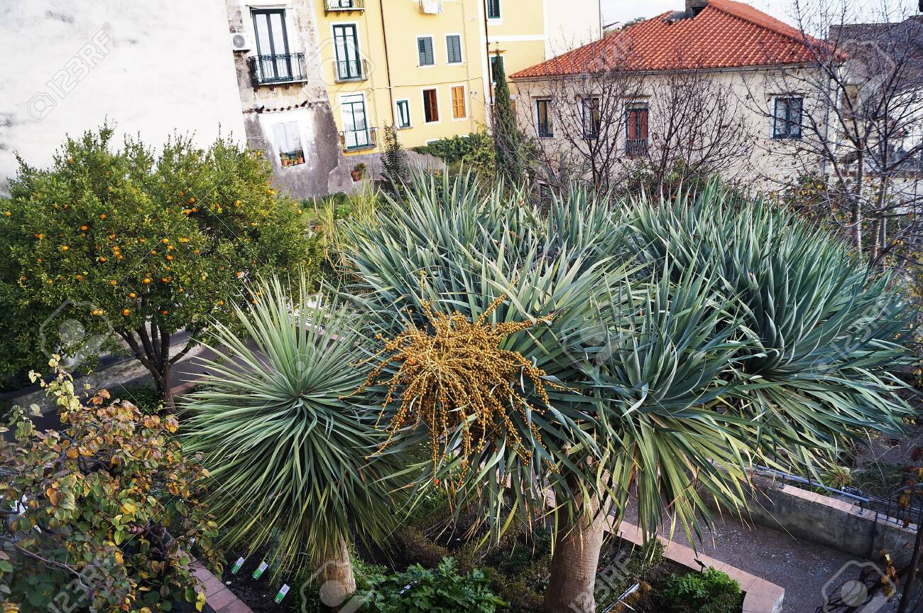 Dragon Tree Dracaena Draco Stock Photo Picture And Royalty Free Image Image Dragon Tree Dracaena Draco Stock Photo Picture And Royalty Free Image Image