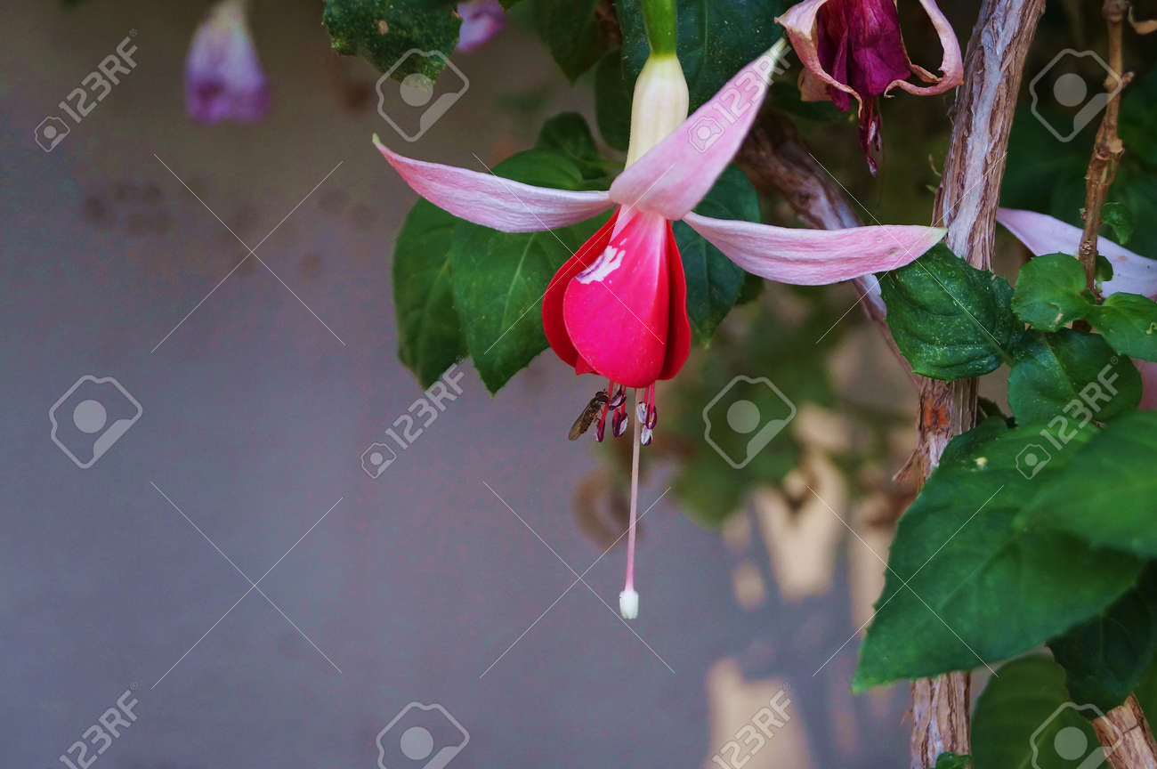 etiam-dictum-ipsum-a-felis