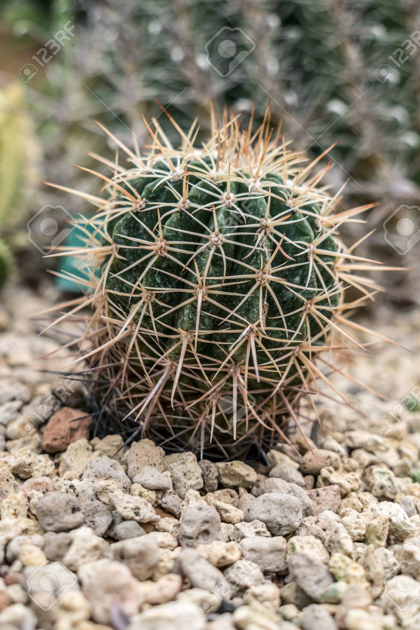 小さな砂利の上に緑サボテン の写真素材 画像素材 Image