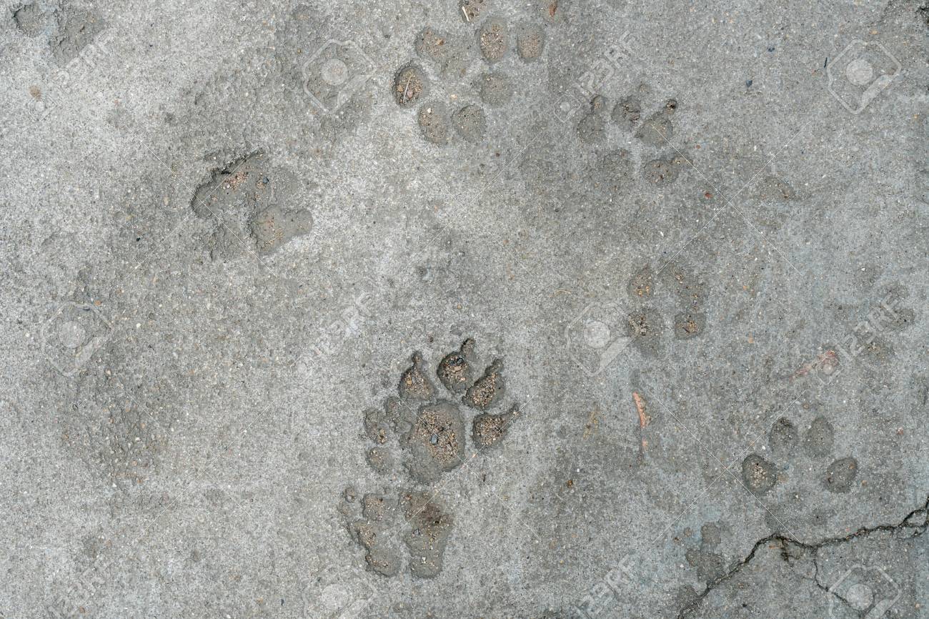 Dog Foot Print On Concrete Floor Stock Photo Picture And Royalty Free Image Image 64304110