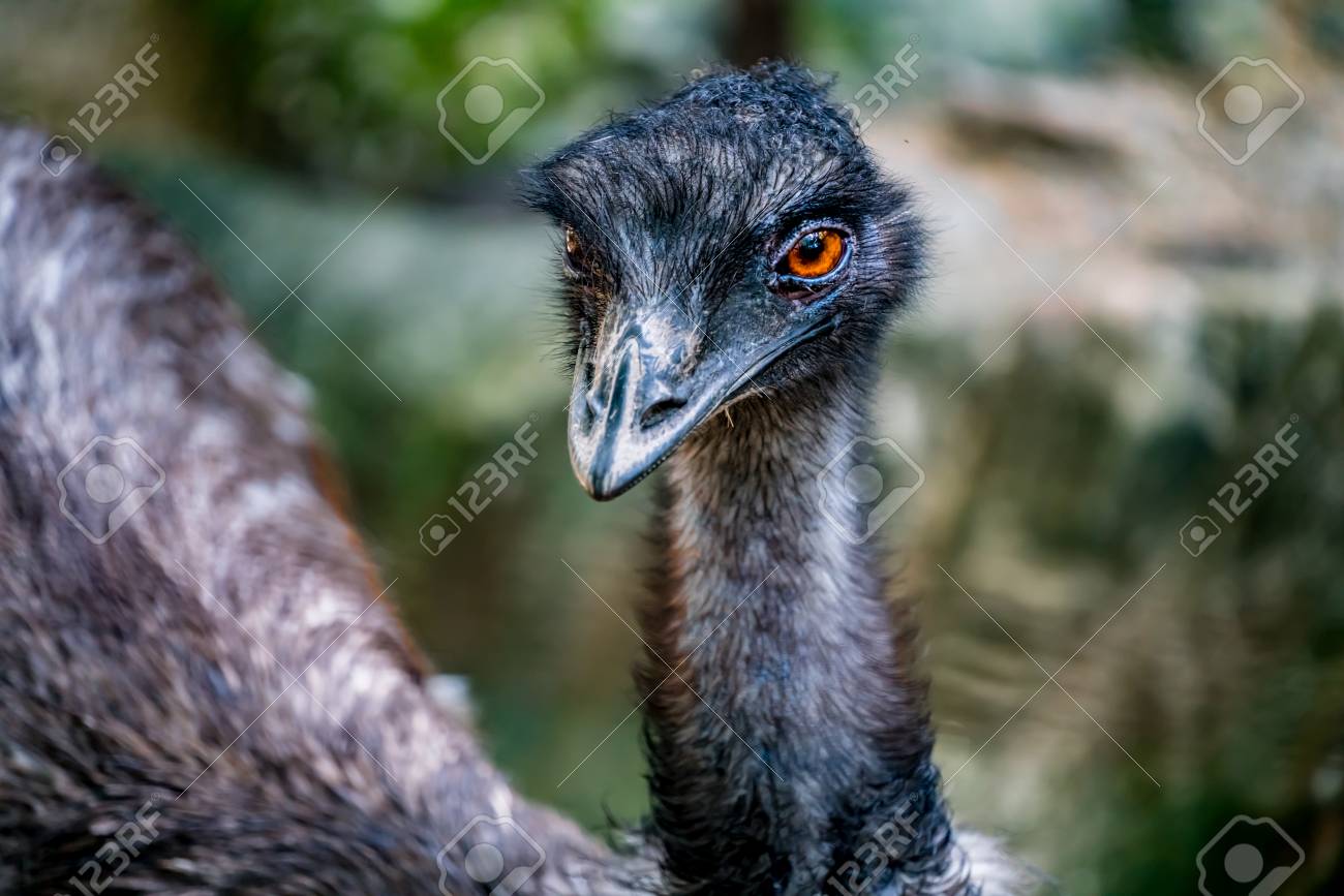 emu australia