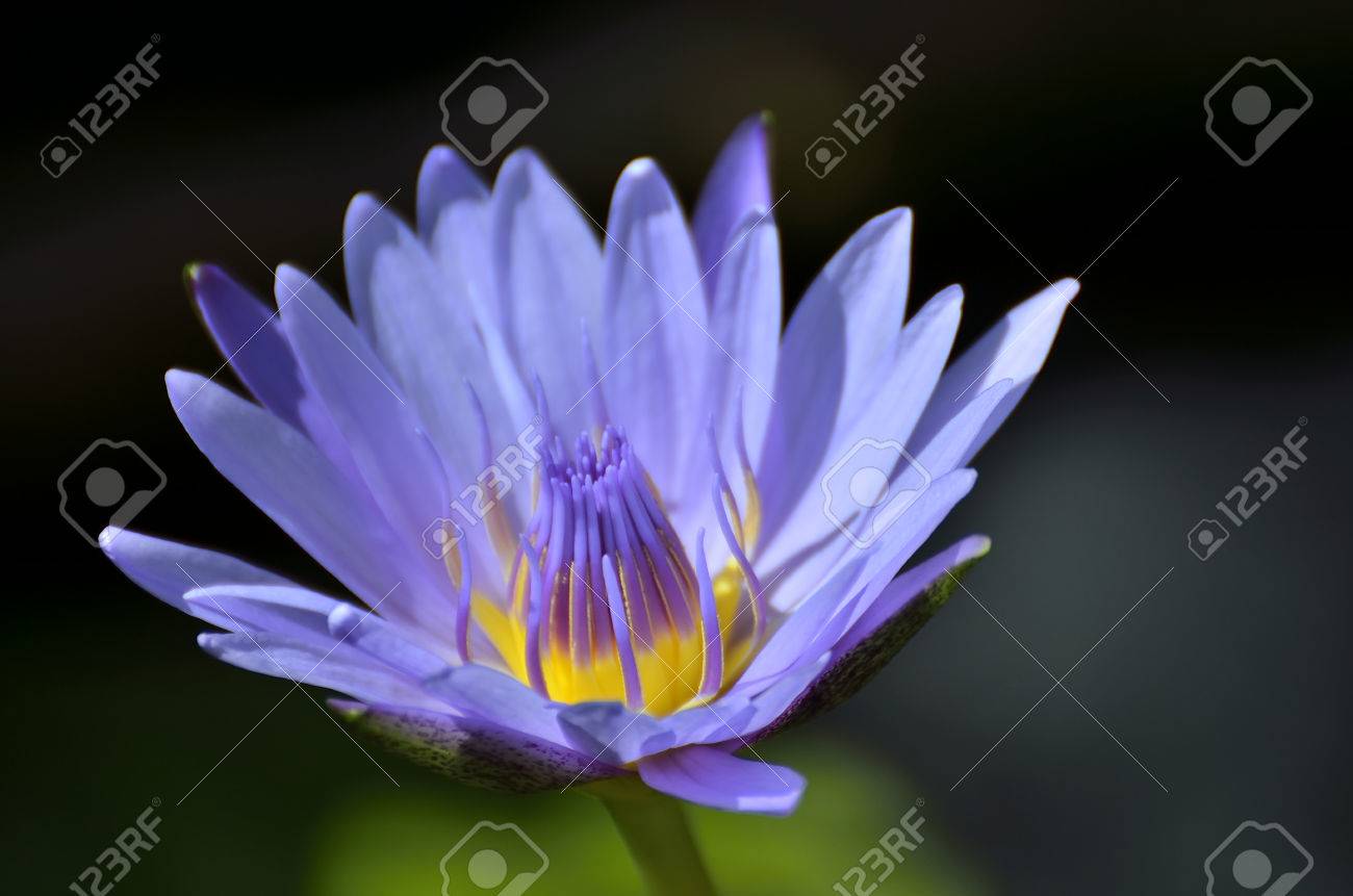 Lotus Flower Nymphaea Caerulea Selective Focus Bleu Fleur De Lotus Bleu Ou Lotus égyptien Eau Bleue Lily Bleu Nénuphar égyptien Lys Bleu Sacré