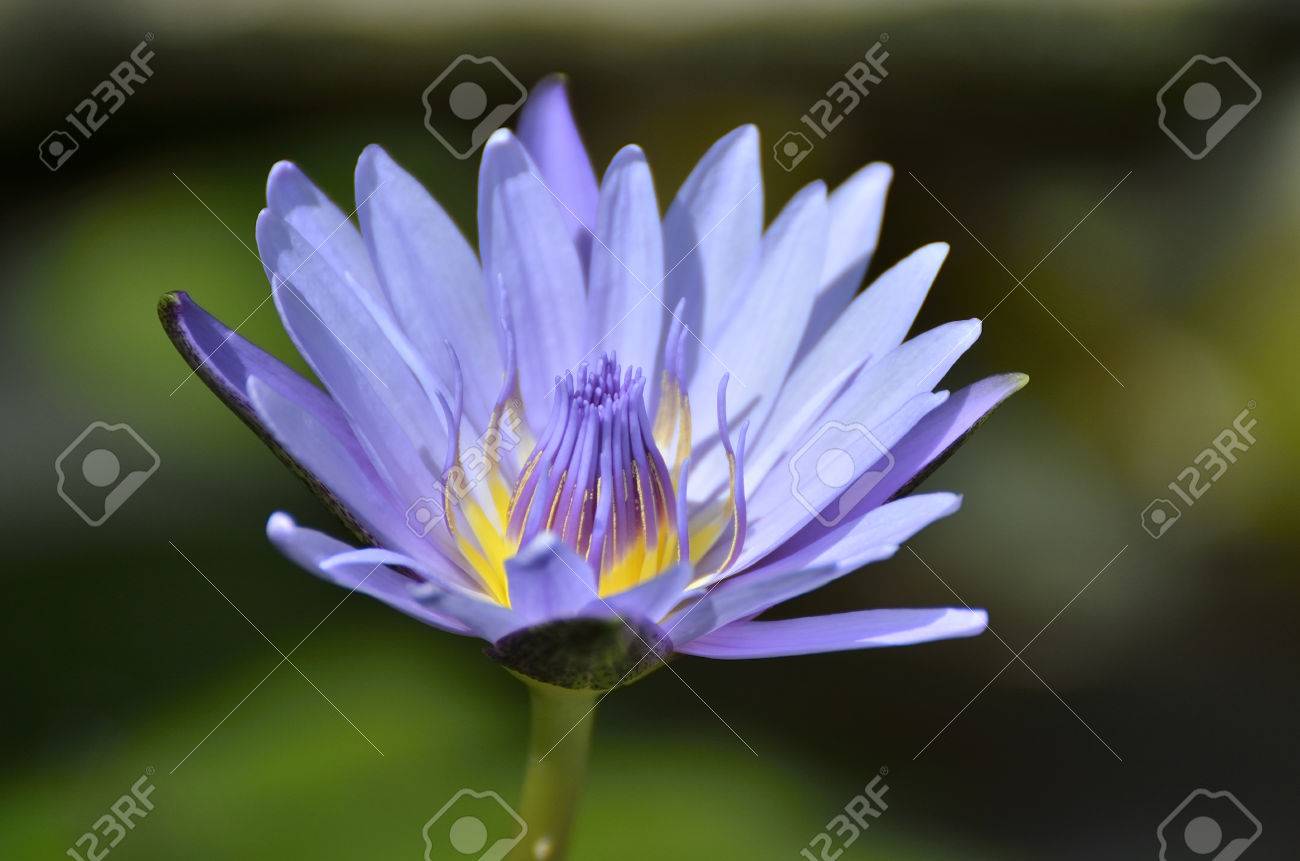 Lotus Flower Nymphaea caerulea , Selective focus bleu Fleur de lotus bleu ou lotus égyptien eau bleue lily, bleu nénuphar égyptien, lys bleu sacré,
