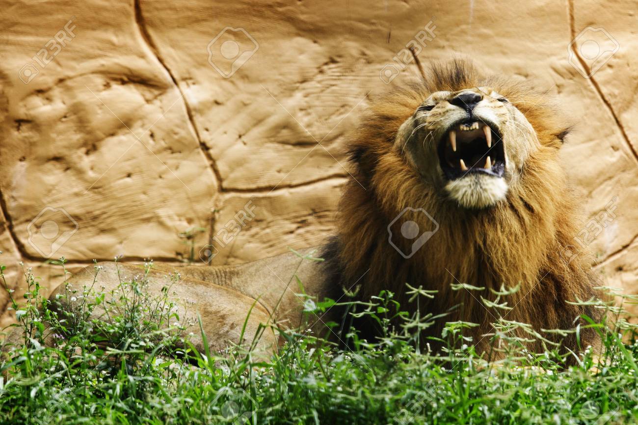 肖像画男性ライオン キング の写真素材 画像素材 Image