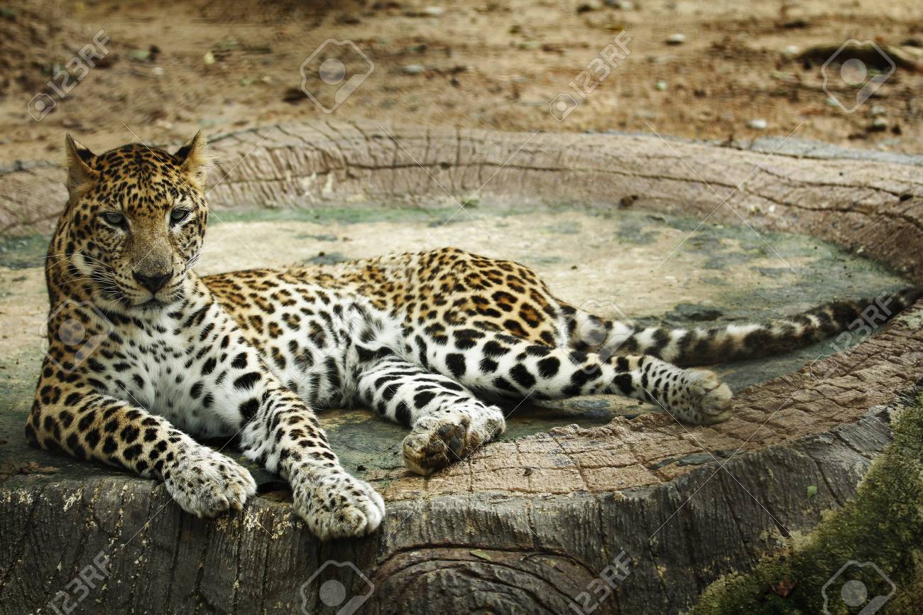 Leopard couche de base bas Leopard couche de base bas