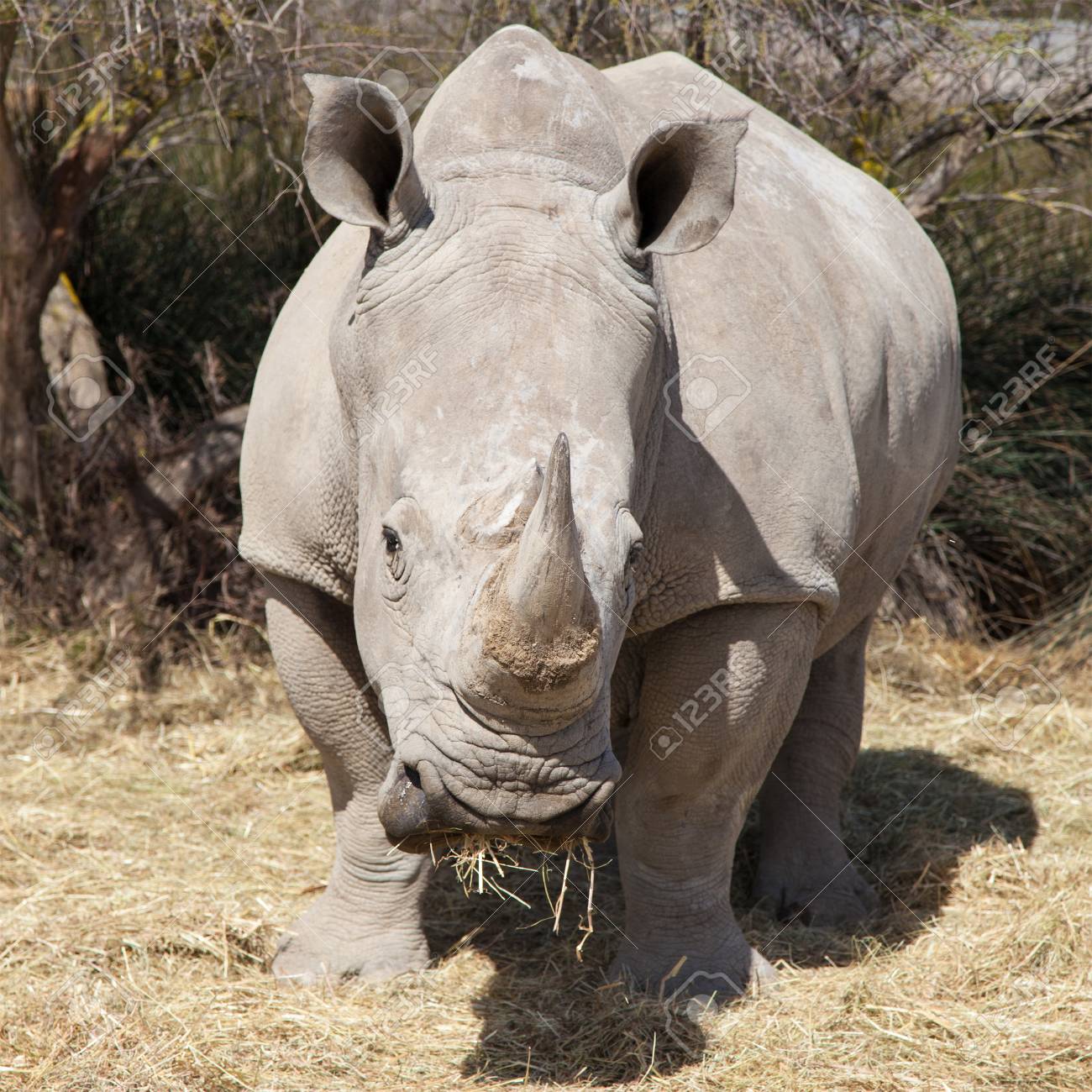 Frontal Portrait Of A Square Lipped Rhinoceros Ceratotherium Simum Stock Photo Picture And Royalty Free Image Image