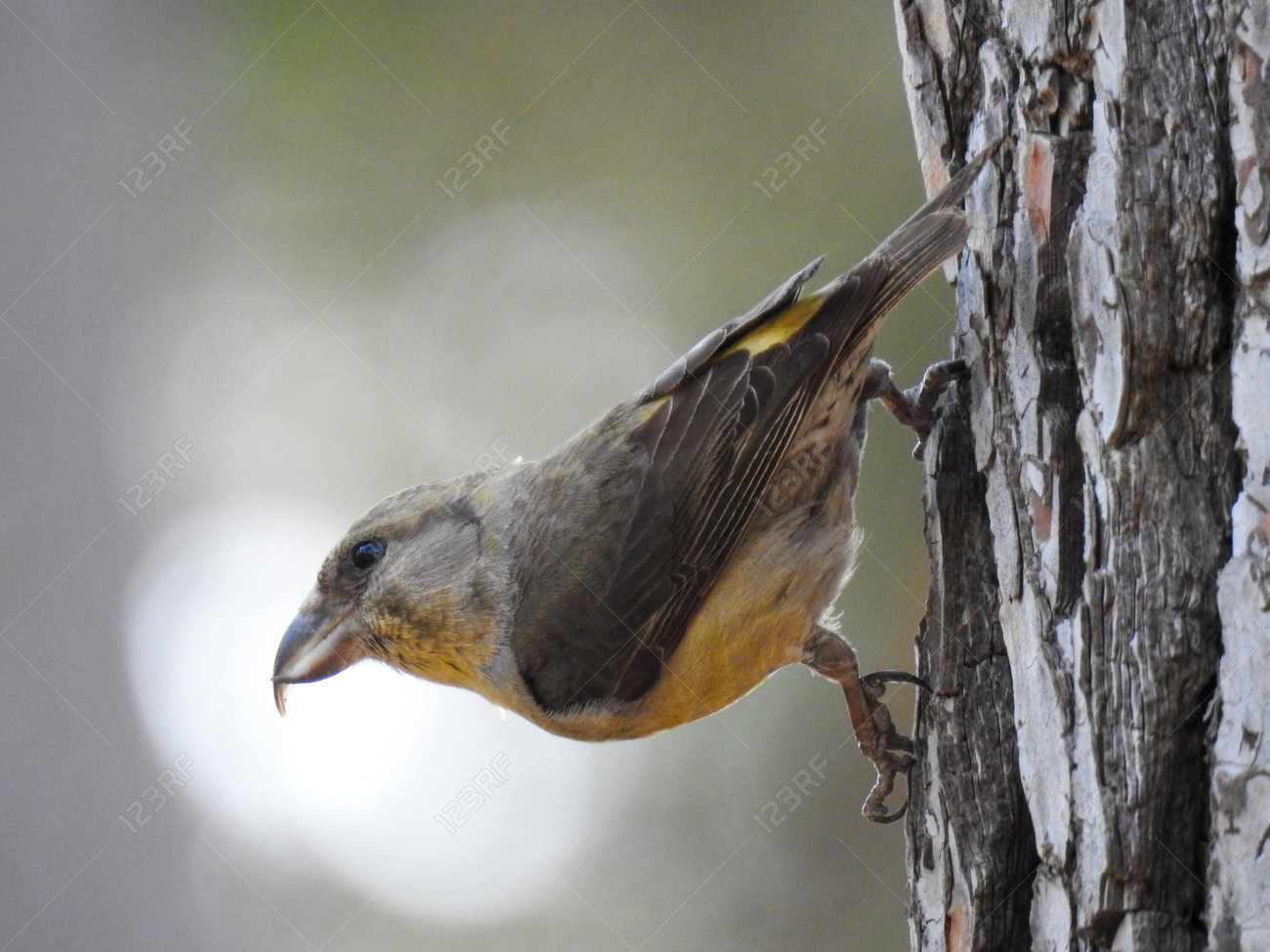 etiam-dictum-ipsum-a-felis