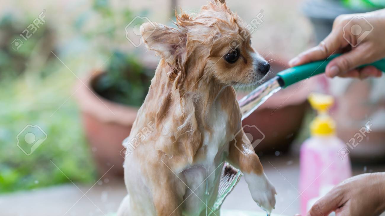 pomeranian shampoo
