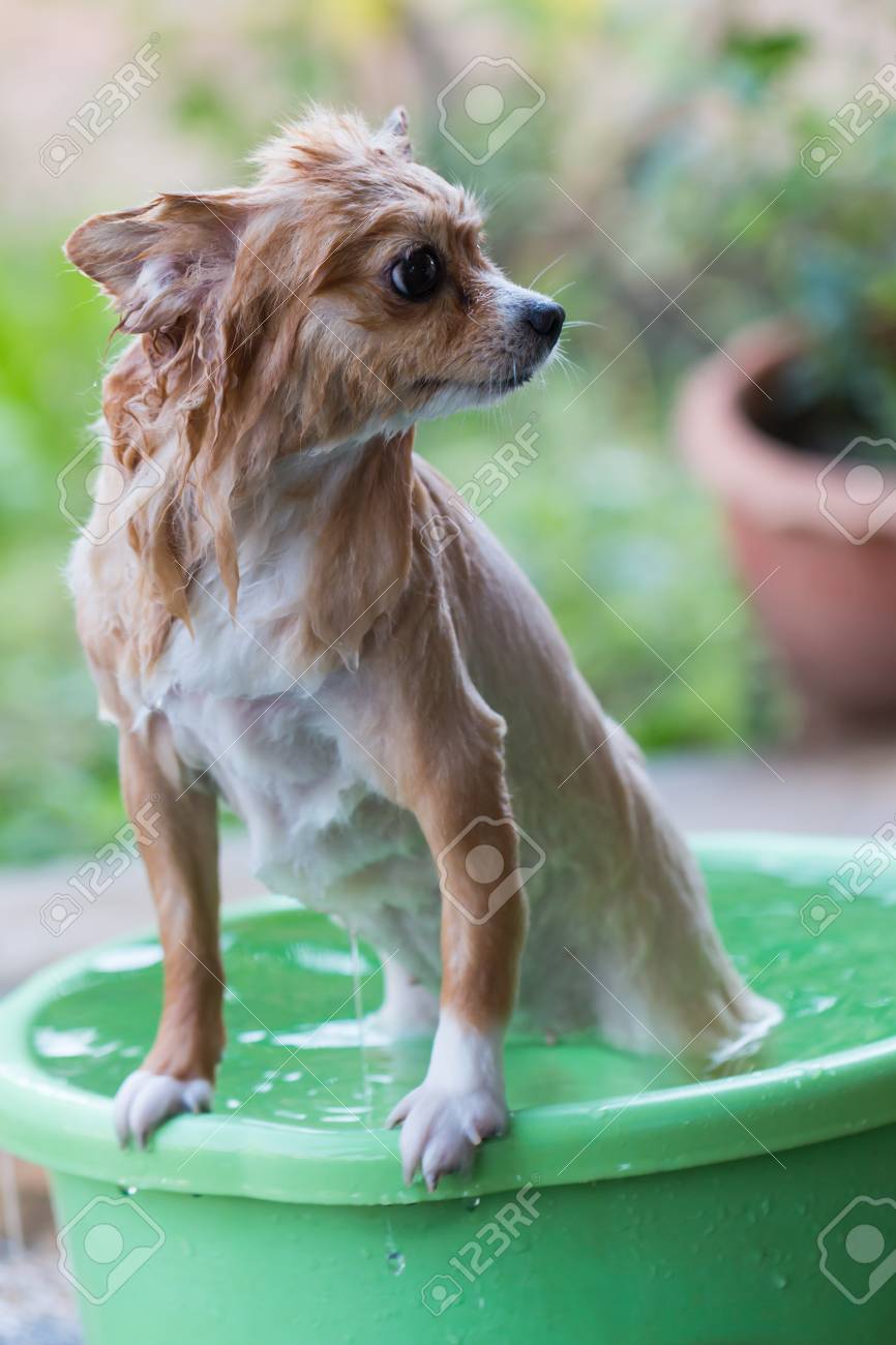 how to bathe a pomeranian puppy