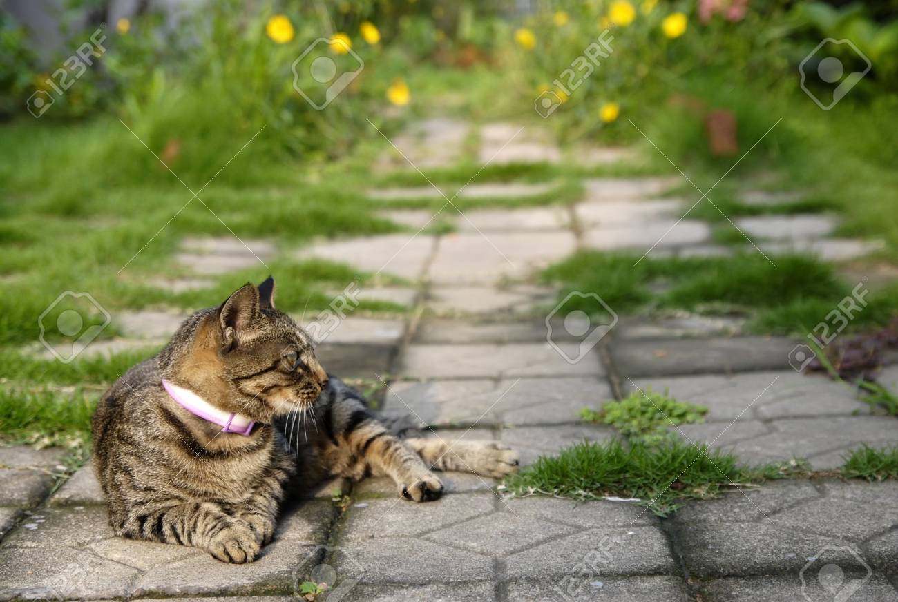etiam-dictum-ipsum-a-felis