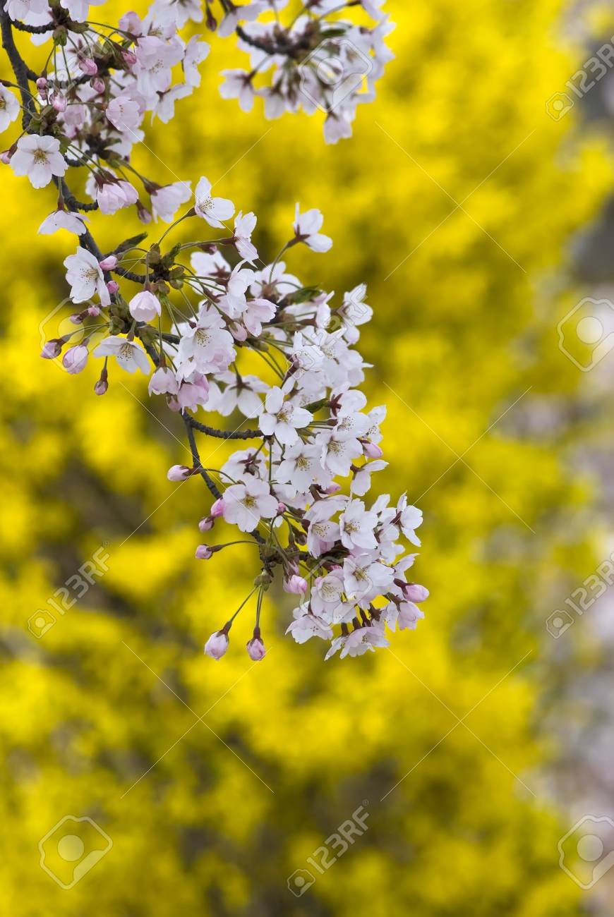Pink Cherry Blossom With Yellow Background In Spring Garden Stock Photo Picture And Royalty Free Image Image 7482107