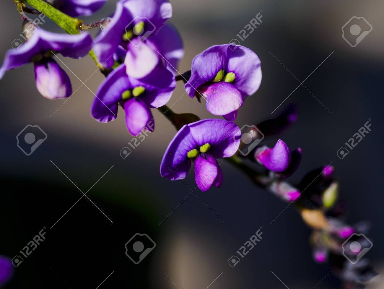 etiam-dictum-ipsum-a-felis