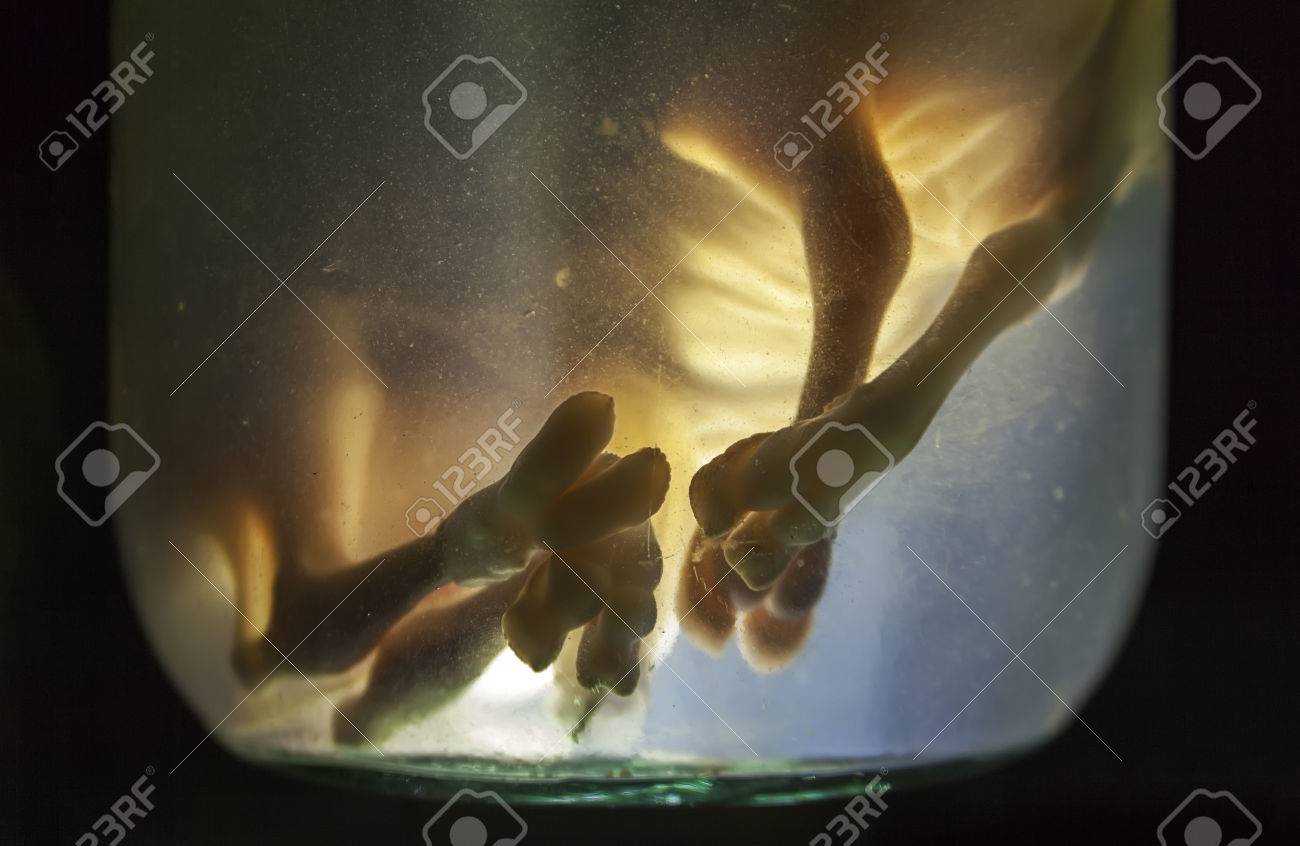 etiam-dictum-ipsum-a-felis