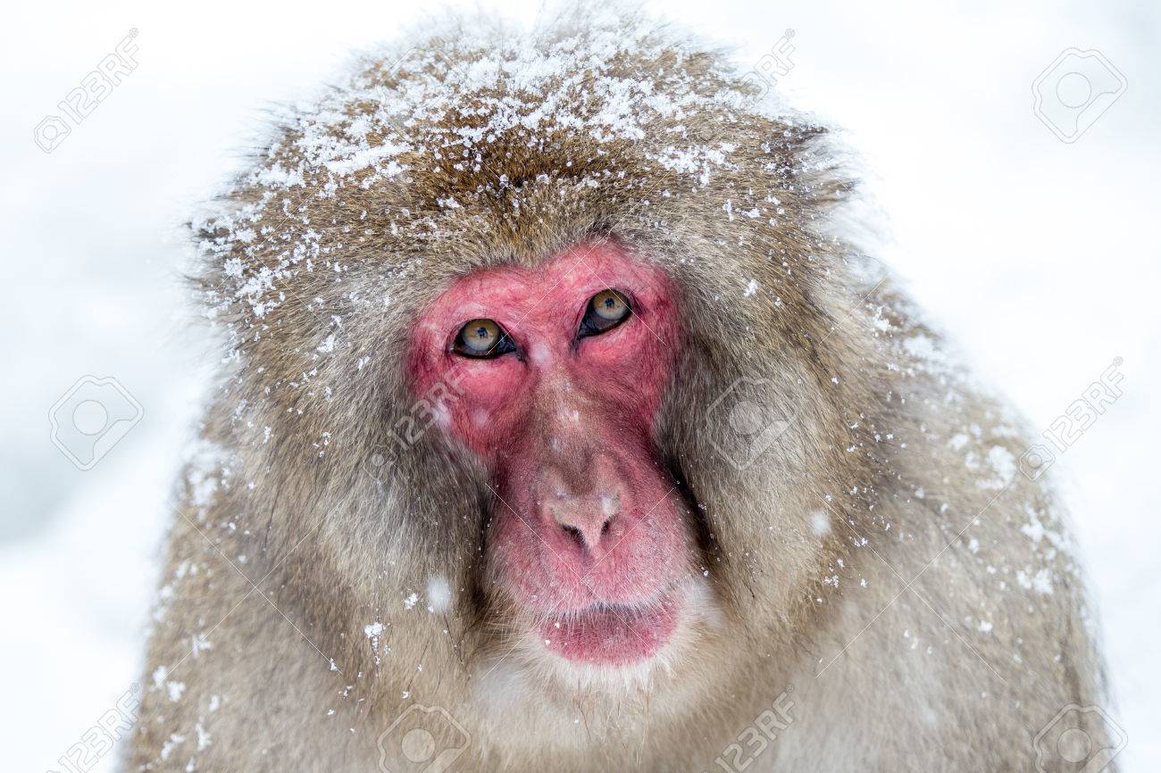 Japnanese Snow Monkey Shooting In Winterの写真素材・画像素材 Image