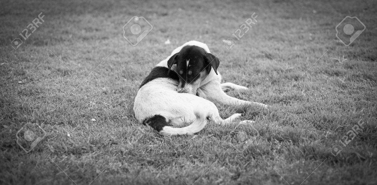 芝生モノクロ背景の犬 の写真素材 画像素材 Image 芝生モノクロ背景の犬 の写真素材 画像素材 Image