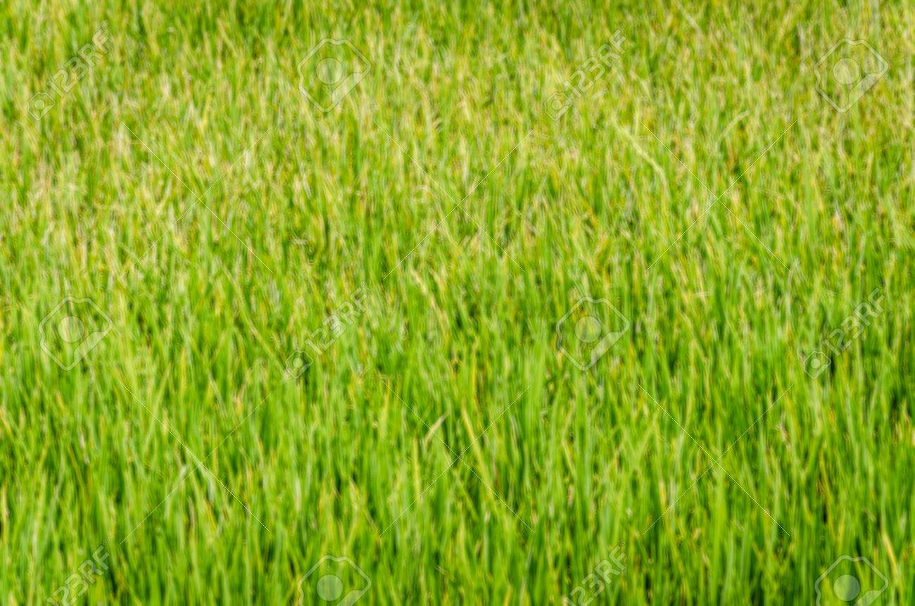 緑と黄色の縦線の抽象的な背景 の写真素材・画像素材. Image 53662820.