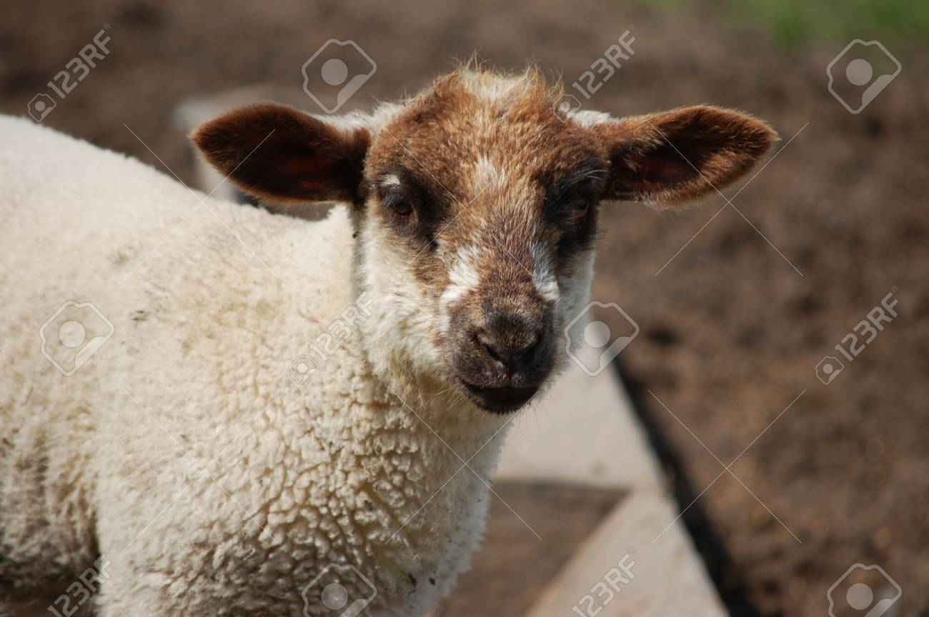 lamb muzzle