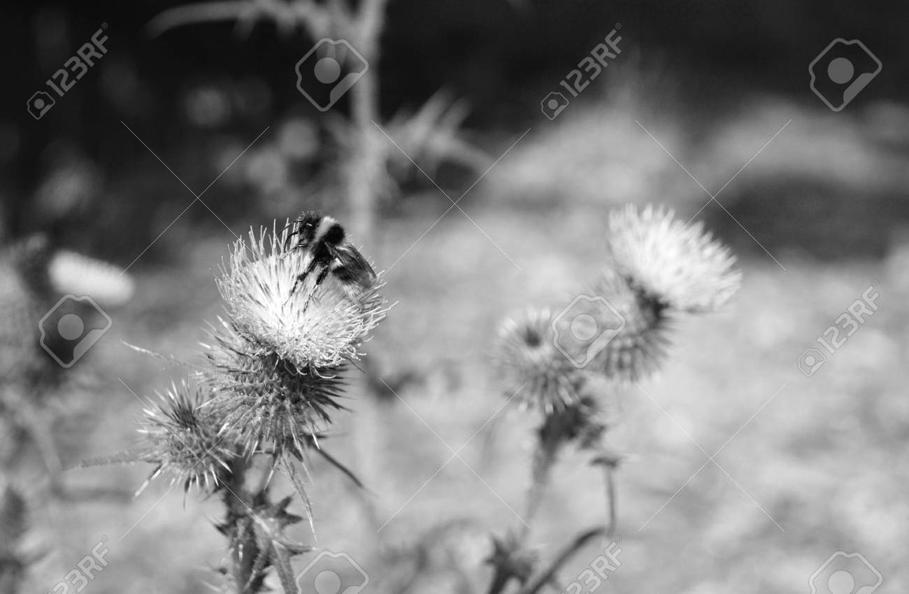 スコットランドの国花 アザミ にバンブルビー モノクロ処理 の写真素材 画像素材 Image