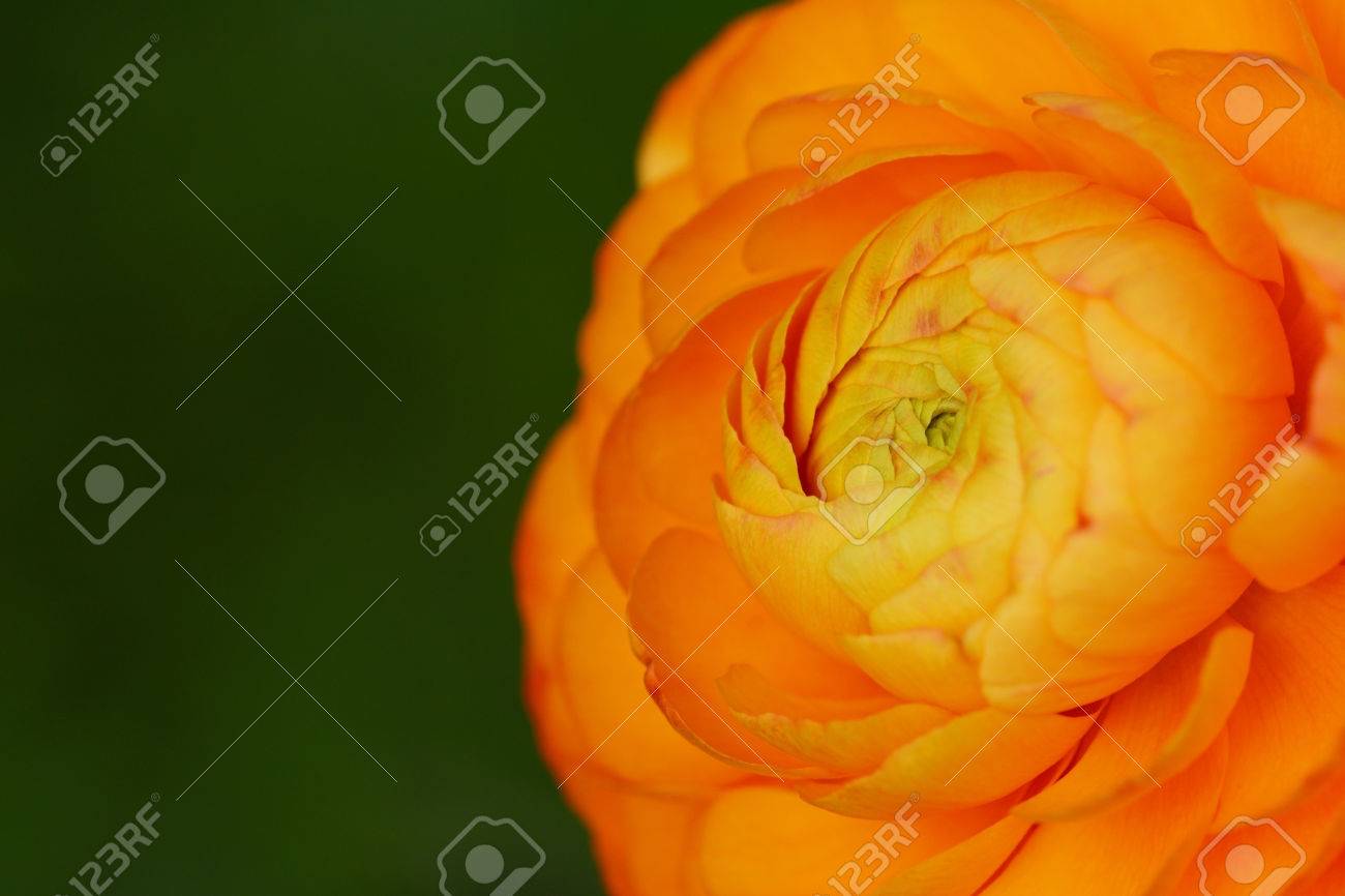 コピー スペースで緑深い背景に開くオレンジのラナンキュラスの花のマクロ の写真素材 画像素材 Image