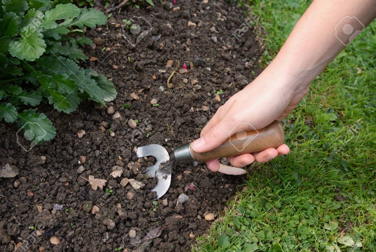 女性は手フォークで庭の花壇の土を掘り下げ の写真素材 画像素材 Image