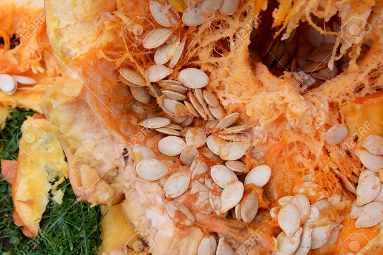 Orange Oval Large Pumpkin