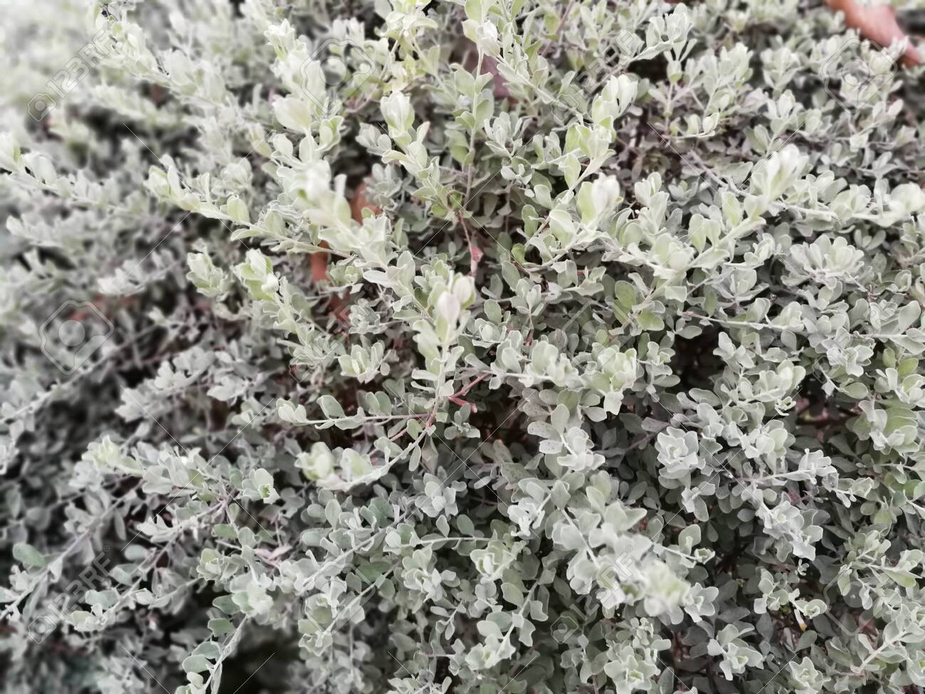 Barometer Bush Purple Sage Texas Ranger Silver Leaf Ash Plant Stock Photo Picture And Royalty Free Image Image