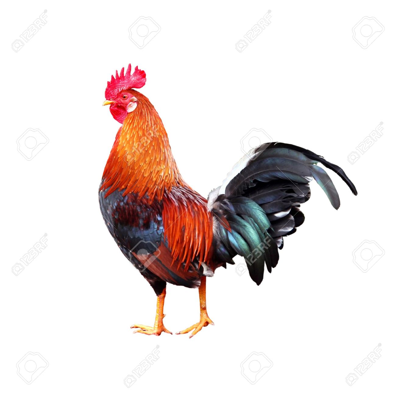 colourful rooster american brown leghorn rooster on white
