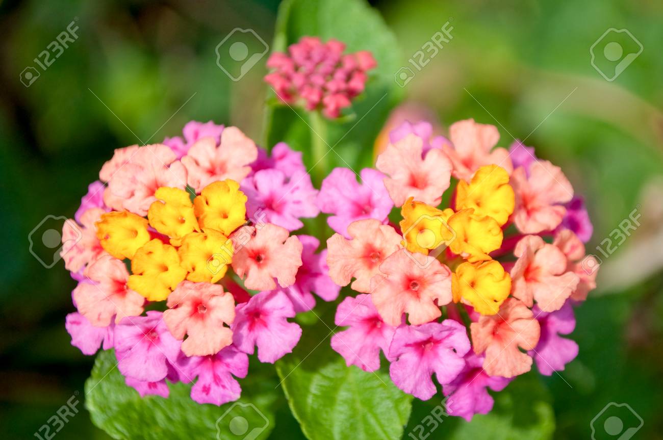 Gros Plan Dune Fleur Jaune Et Rose Nommée Lantana Camara Aussi Connue Sous Le Nom De Big Sage Malaisie
