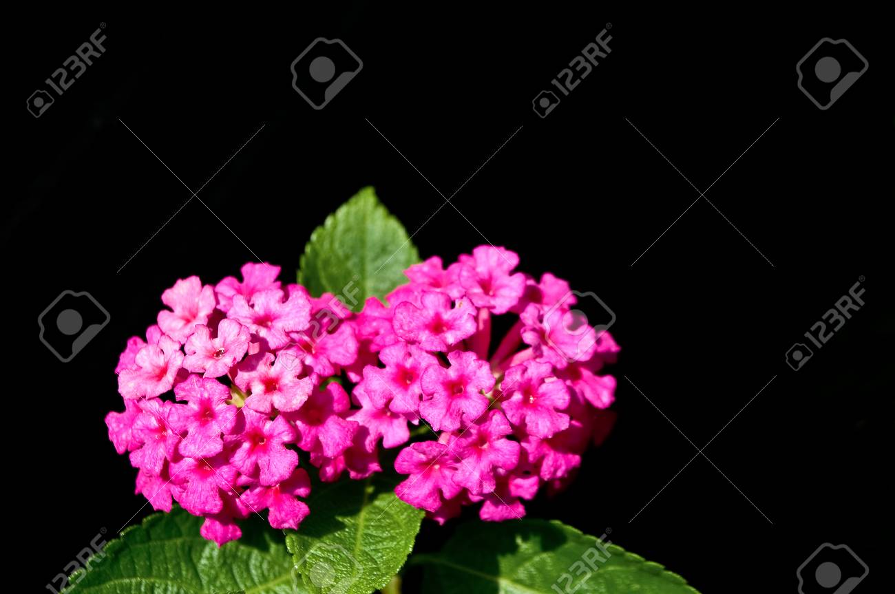 Gros Plan Dune Fleur Rose Nommée Lantana Camara également Connue Sous Le Nom De Big Sage Malaisie Sauge Sauvage Sauge Rouge Sauge Blanche