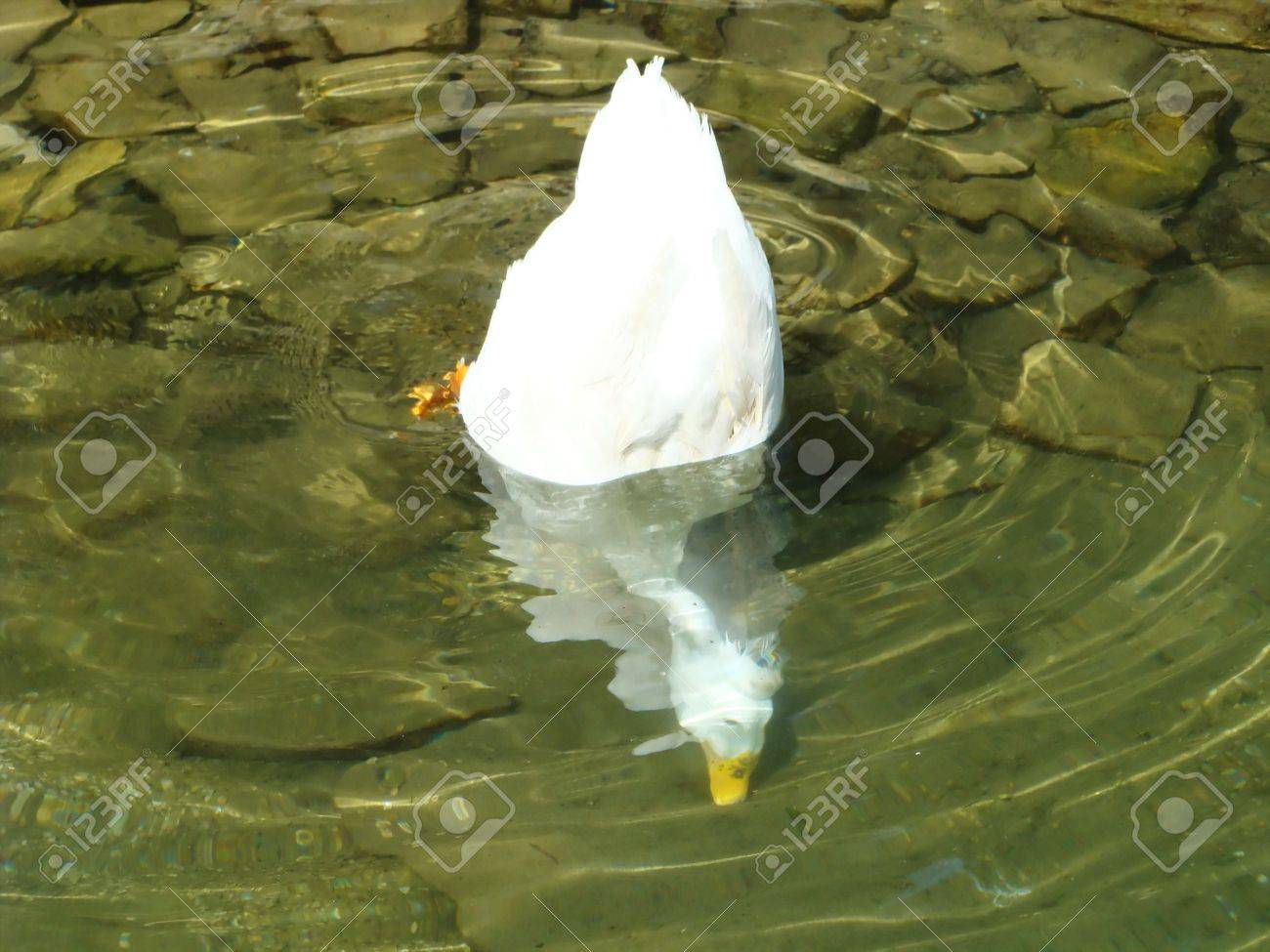 white duck feathers