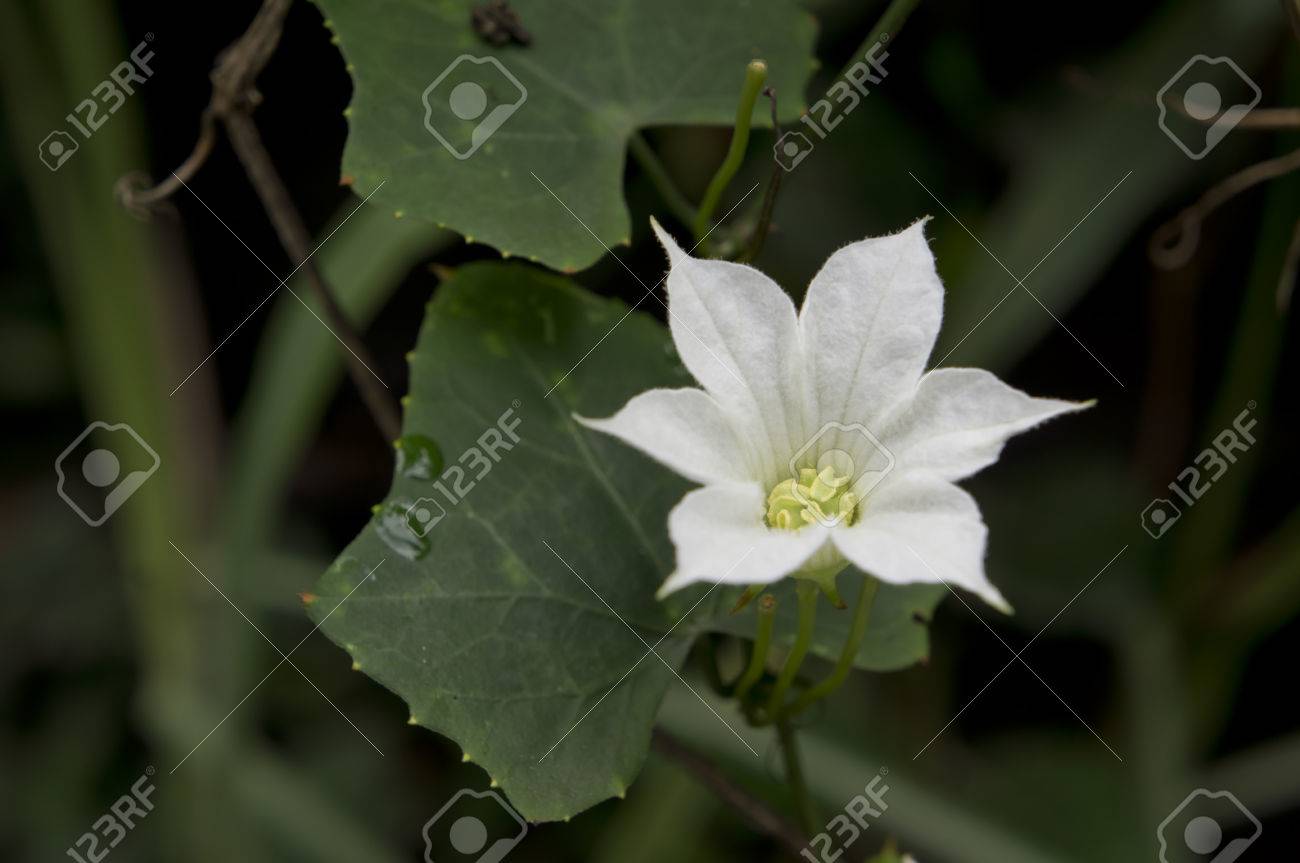 白いアイビーひょうたん花緑の葉の背景を持つ の写真素材 画像素材 Image