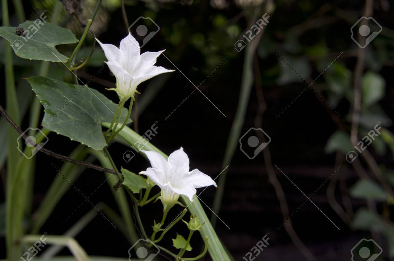 緑の葉と白いアイビーひょうたん花 の写真素材 画像素材 Image