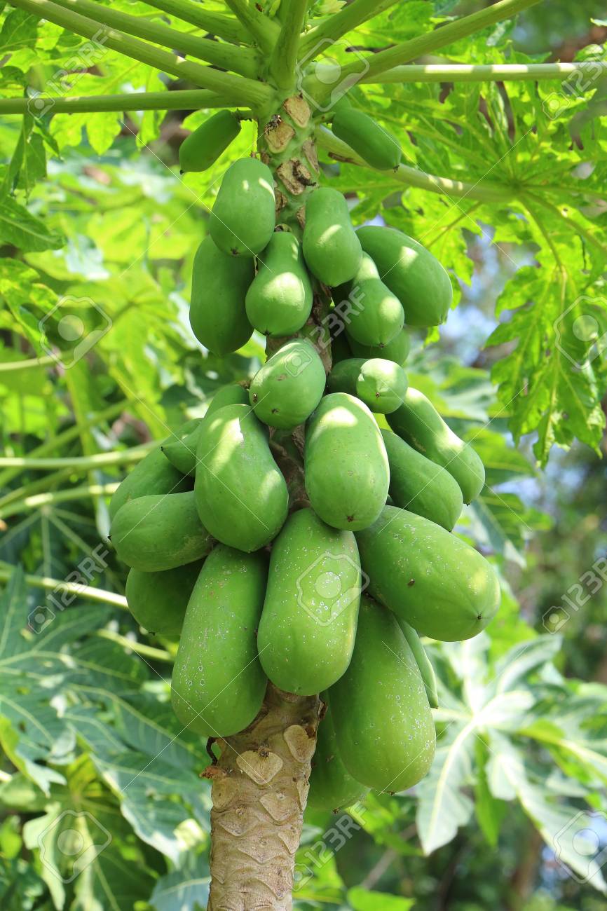 Papayabaum Aus Thailand Thai Fruchte Lizenzfreie Fotos Bilder Und Stock Fotografie Image 45859658