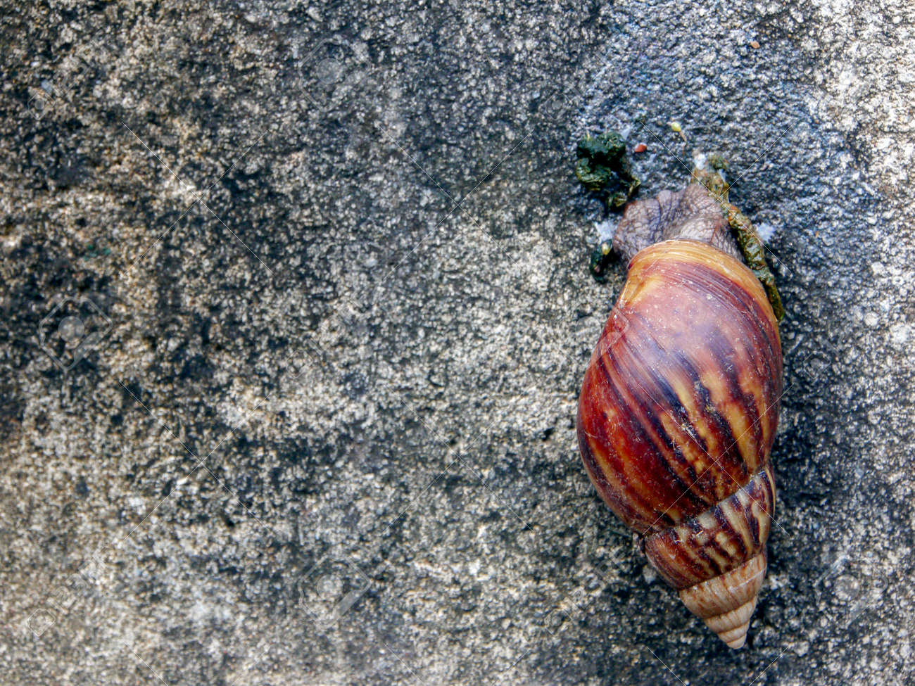 etiam-dictum-ipsum-a-felis